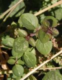 род Origanum