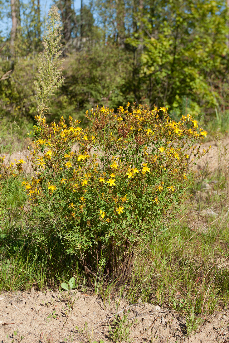 Image of Hypericum perforatum specimen.
