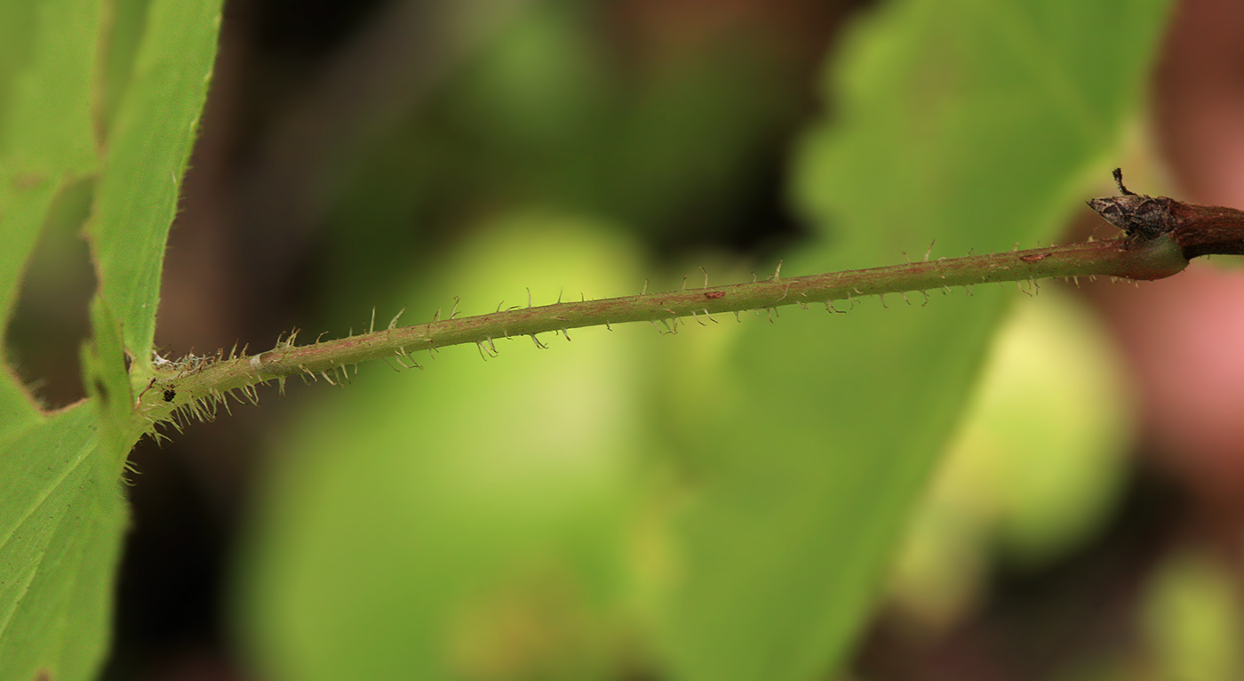 Image of Ribes sachalinense specimen.