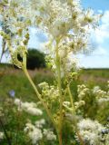 Filipendula ulmaria. Часть соцветия. Республика Мордовия, Ромодановский р-н, окр. с. Вырыпаево, луг на открытом склоне. 16 июля 2015 г.