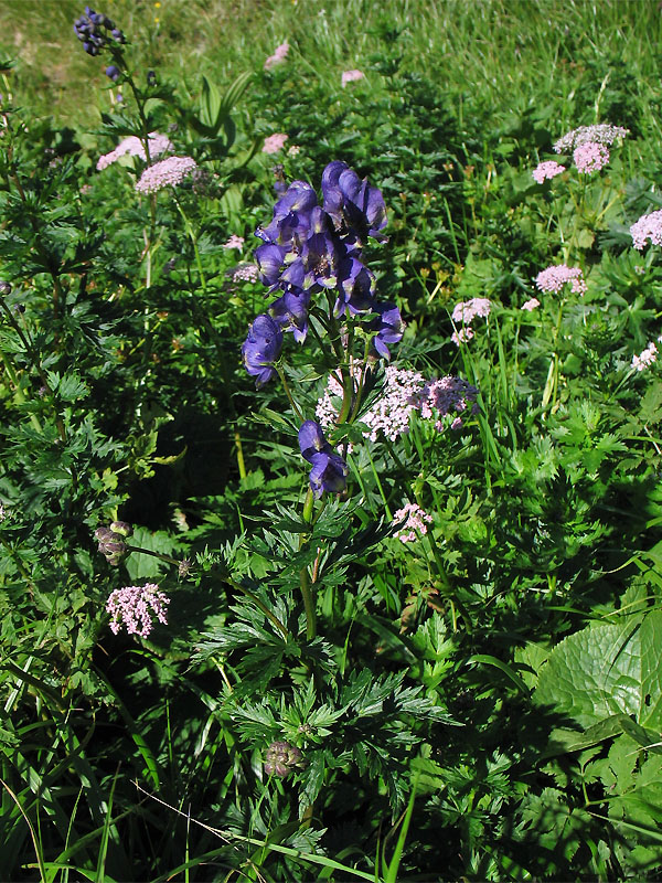 Изображение особи Aconitum firmum.