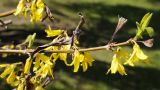 род Forsythia