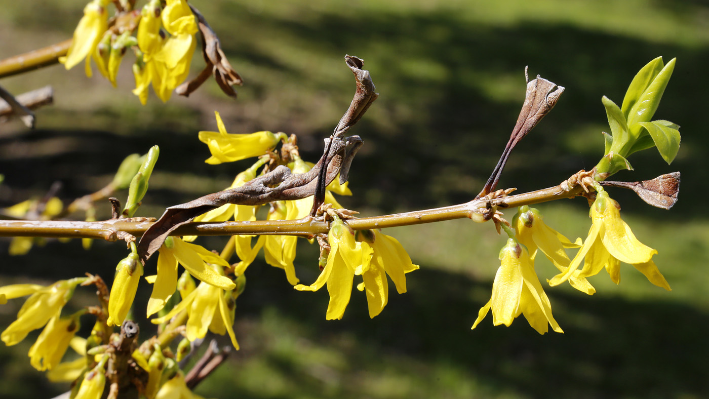 Изображение особи род Forsythia.