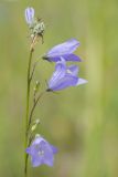 Campanula rotundifolia