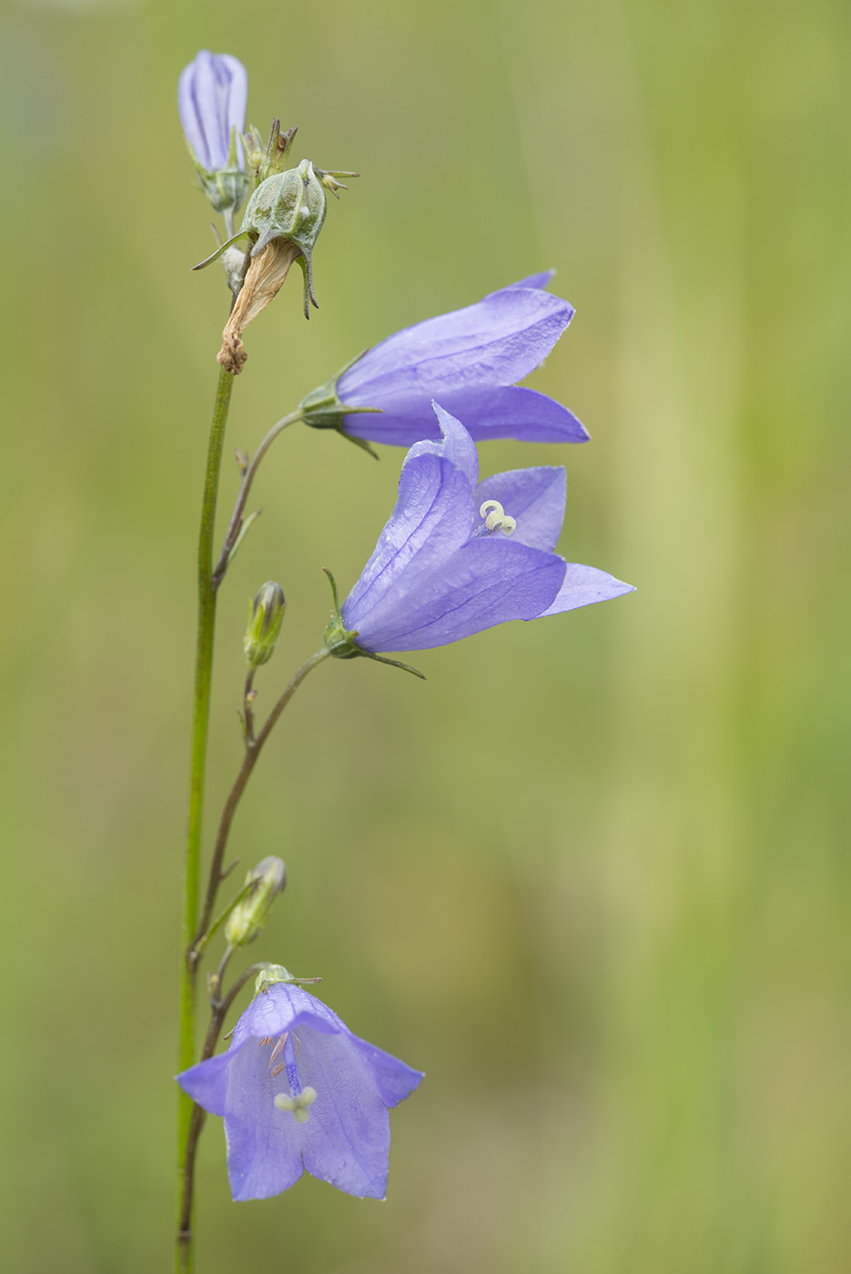 Изображение особи Campanula rotundifolia.