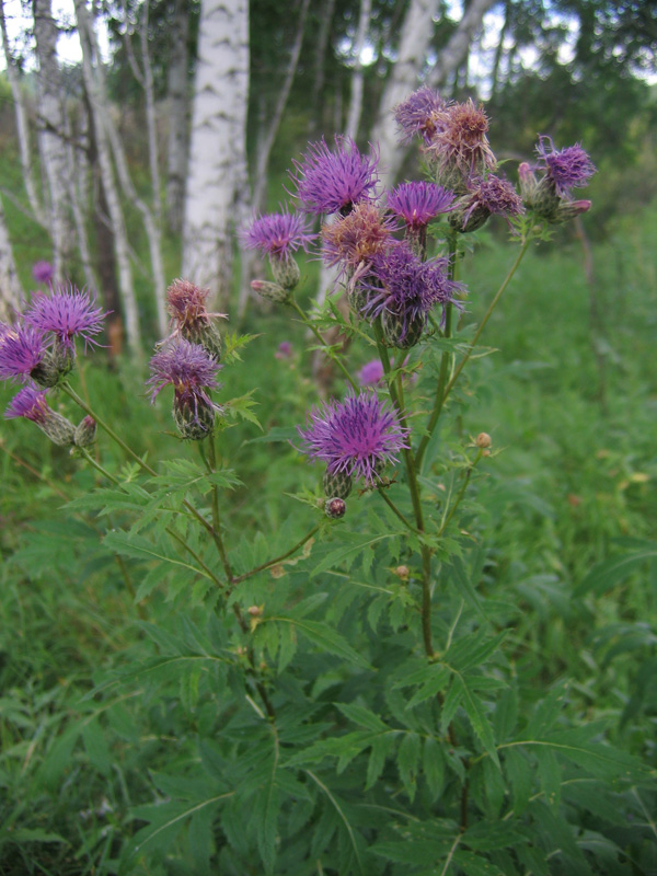 Изображение особи Serratula coronata.