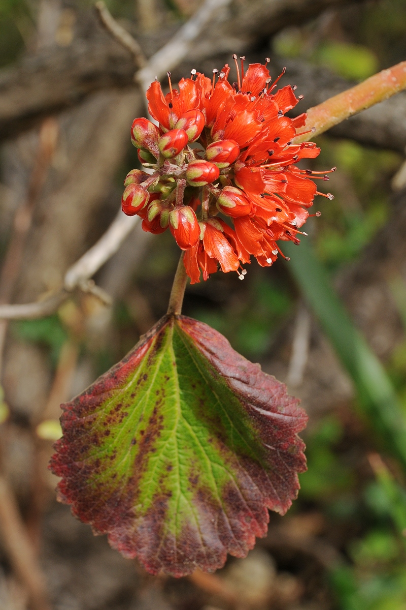 Image of Greyia radlkoferi specimen.