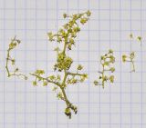 Searsia lancea