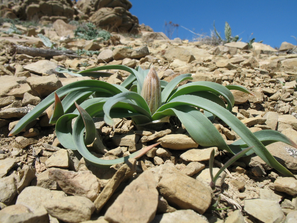 Image of Eremurus lactiflorus specimen.
