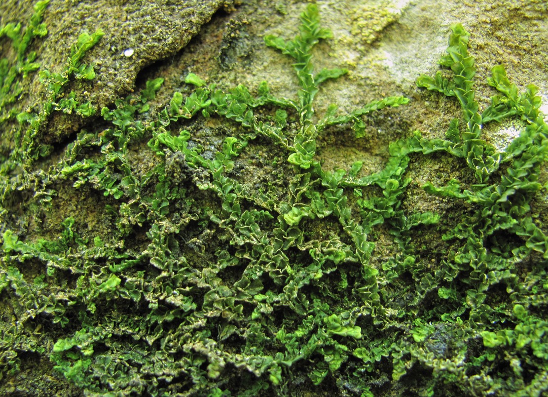 Image of genus Porella specimen.