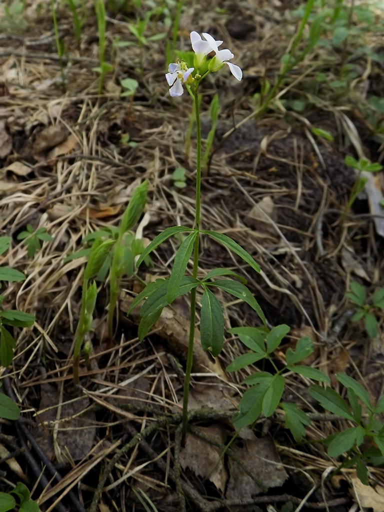 Image of Cardamine trifida specimen.