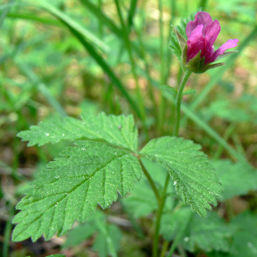 Изображение особи Rubus arcticus.