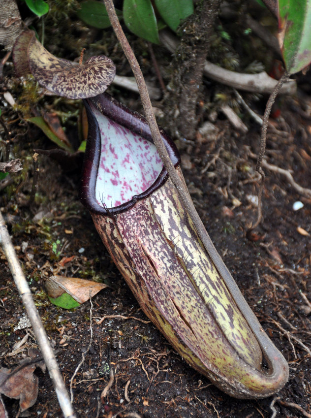 Изображение особи Nepenthes sanguinea.