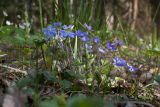 Hepatica nobilis. Цветущее растение. Псковская обл., Себежский р-н, окр. дер. Будкевщина (ок. 2 км к вост.), травяной сосново-берёзово-еловый лес с неморальными элементами. 06.05.2017.