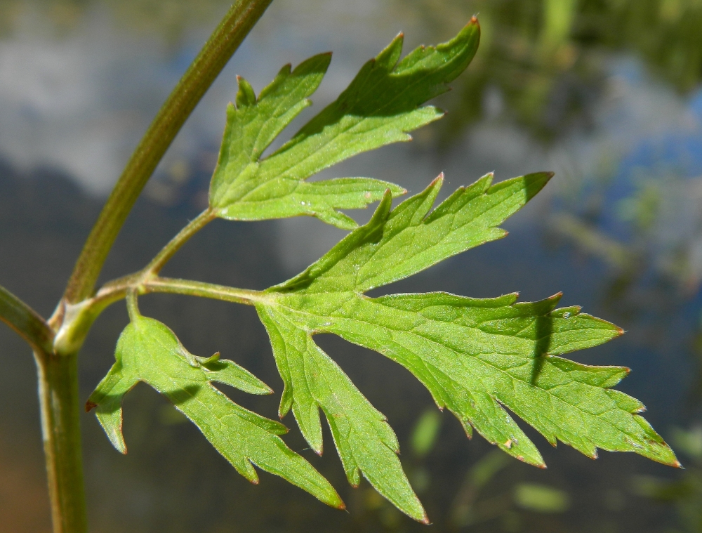 Image of Ranunculus repens specimen.