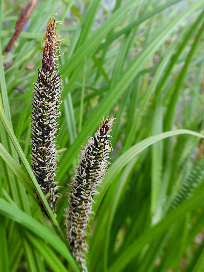 Image of Carex acuta specimen.