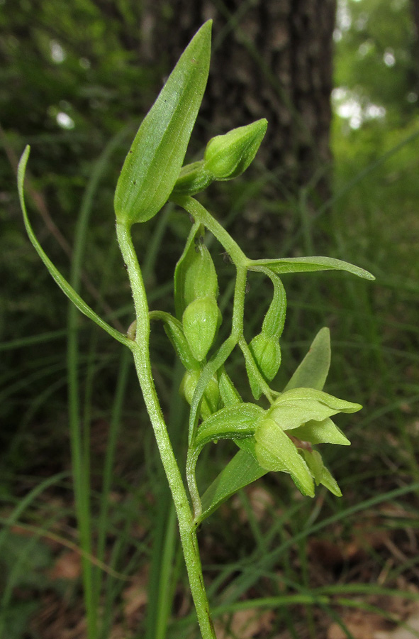 Изображение особи Epipactis euxina.