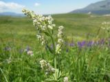 genus Nepeta