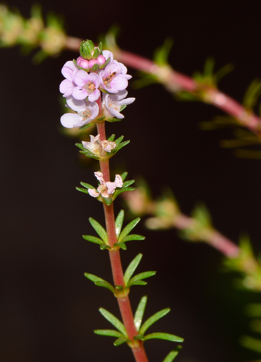 Image of Rotala wallichii specimen.