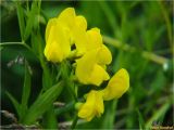Lathyrus pratensis. Соцветие. Украина, Ивано-Франковская обл., Долинский р-н, Шевченковский сельсовет, окр. с. Мысливка, на лугу среди кустарниковых насаждений. 07.07.2017.