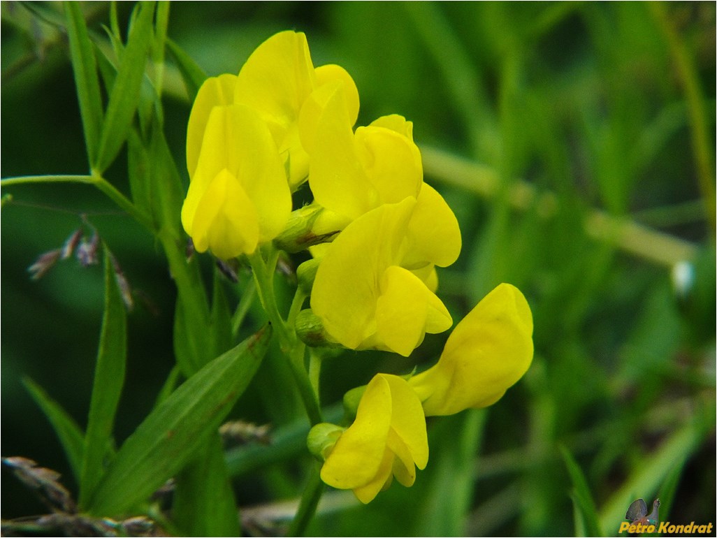 Image of Lathyrus pratensis specimen.