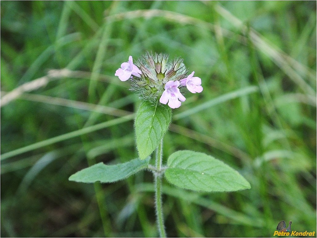 Изображение особи Clinopodium vulgare.