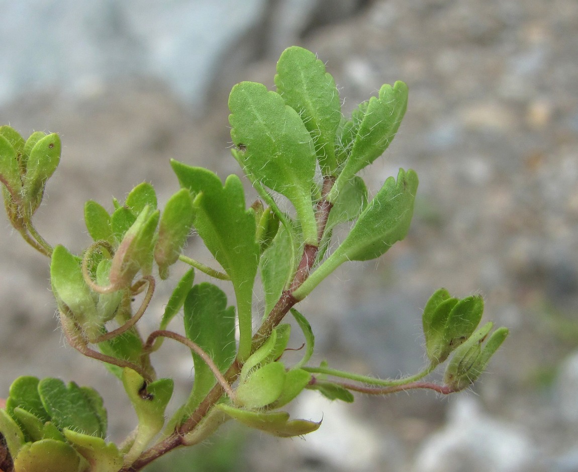 Image of Veronica minuta specimen.