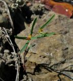 Euphorbia ledebourii