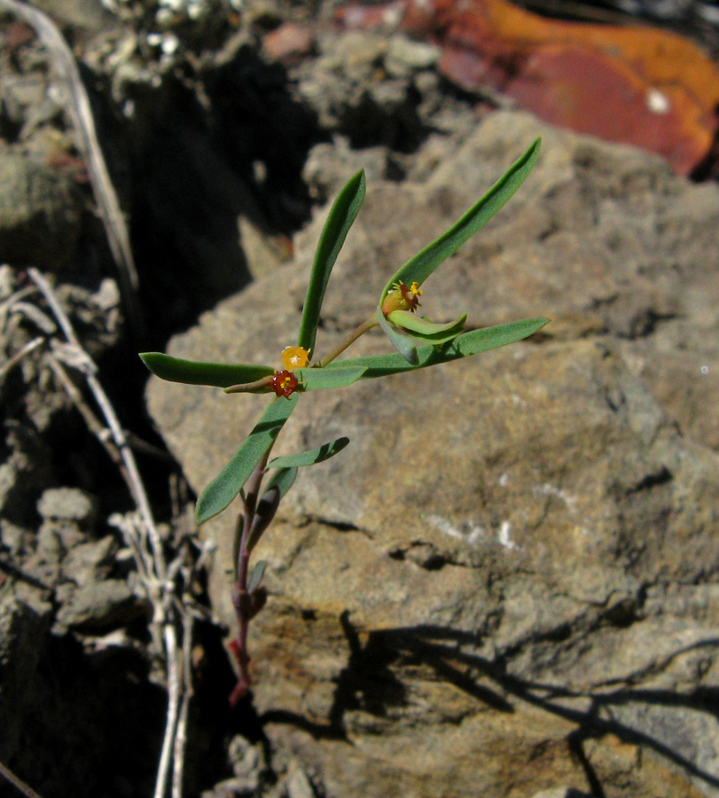 Image of Euphorbia ledebourii specimen.