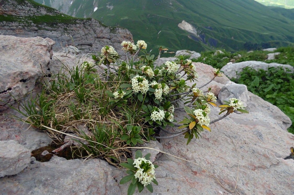 Image of Daphne glomerata specimen.