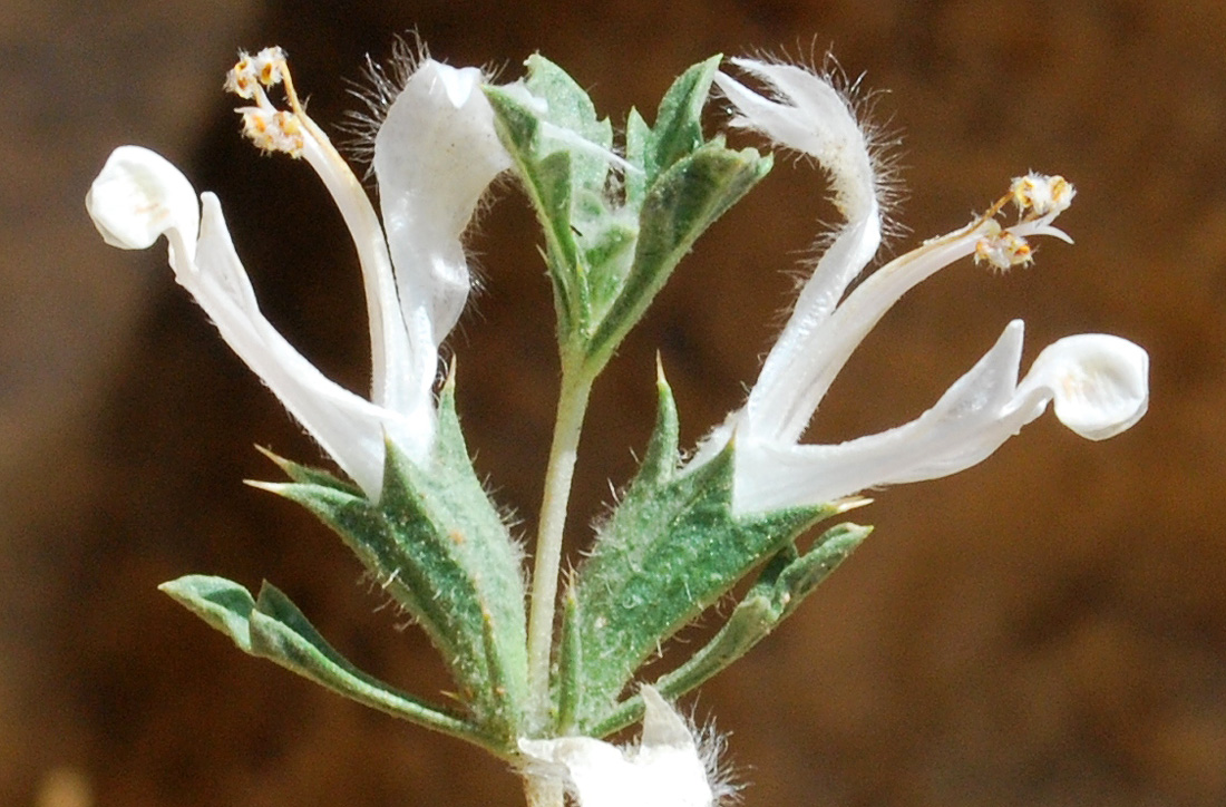 Изображение особи Lagochilus setulosus.