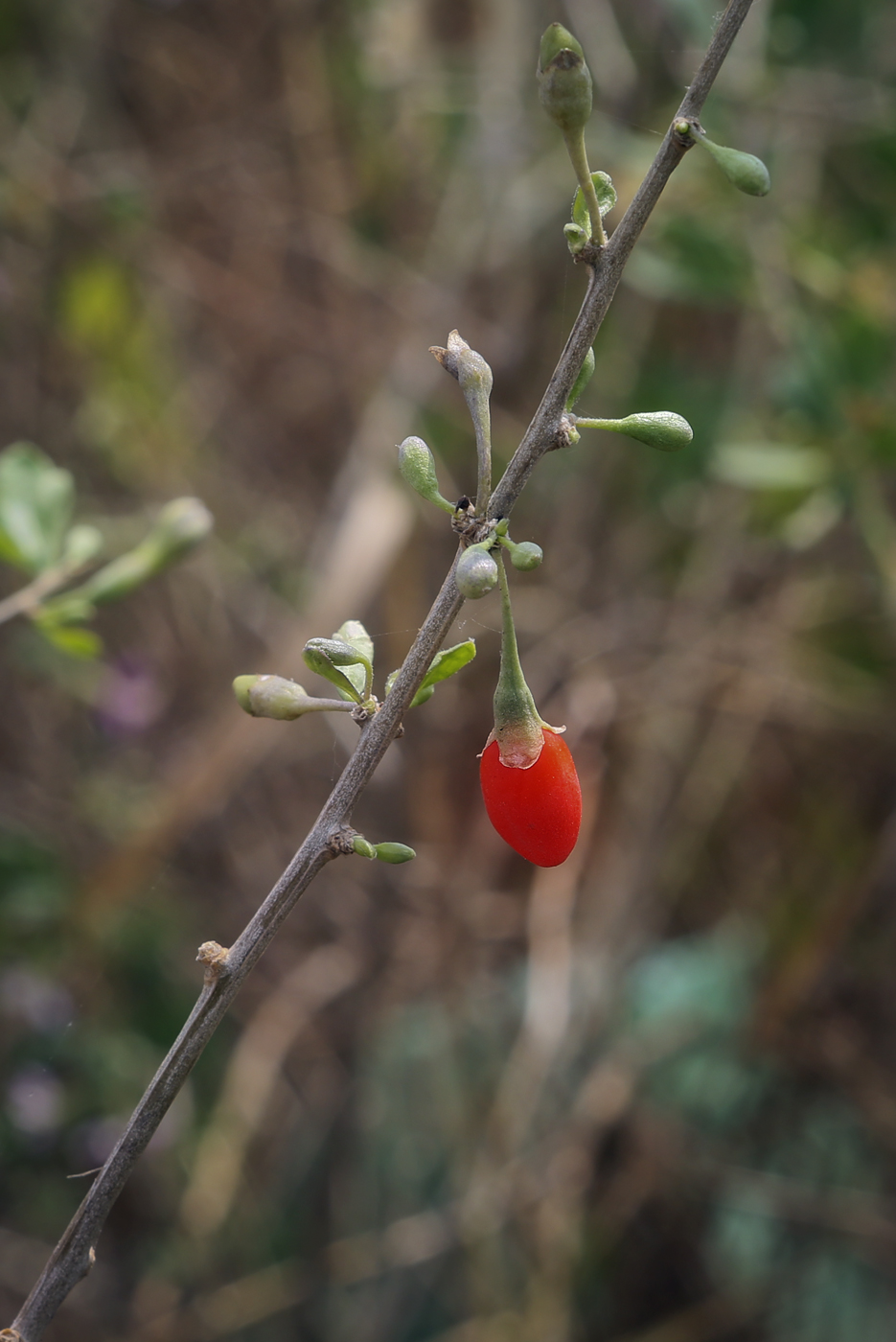 Изображение особи Lycium barbarum.