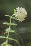 Hylotelephium ruprechtii. Верхушка побега с соцветием. Ленинградская обл., Кингисеппский р-н, Кургальский п-ов, окр. дер. Тисколово, хвойный лес на побережье Финского залива. 25.08.2017.