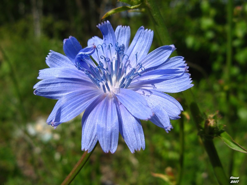 Image of Cichorium intybus specimen.