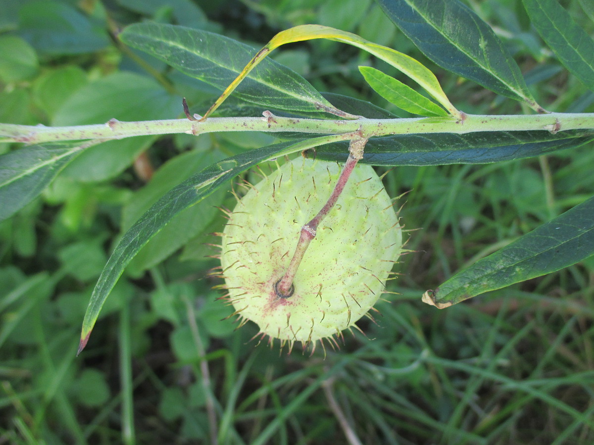 Image of Gomphocarpus physocarpus specimen.