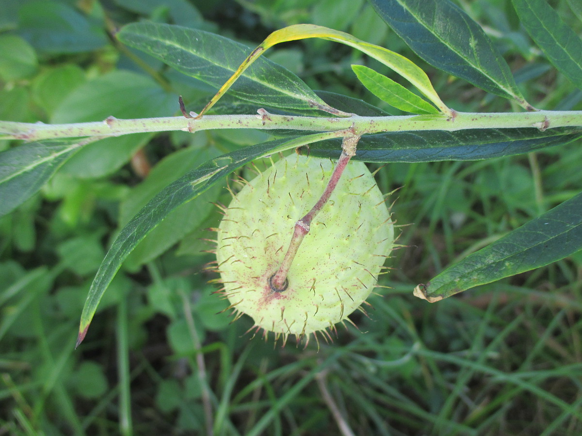 Изображение особи Gomphocarpus physocarpus.