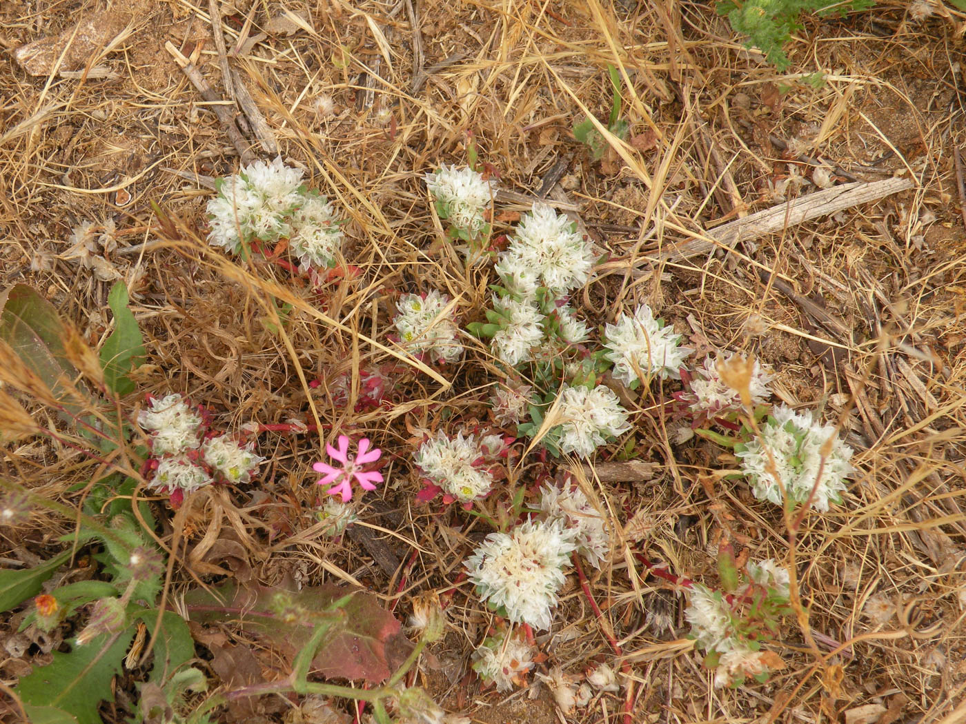 Image of Paronychia argentea specimen.