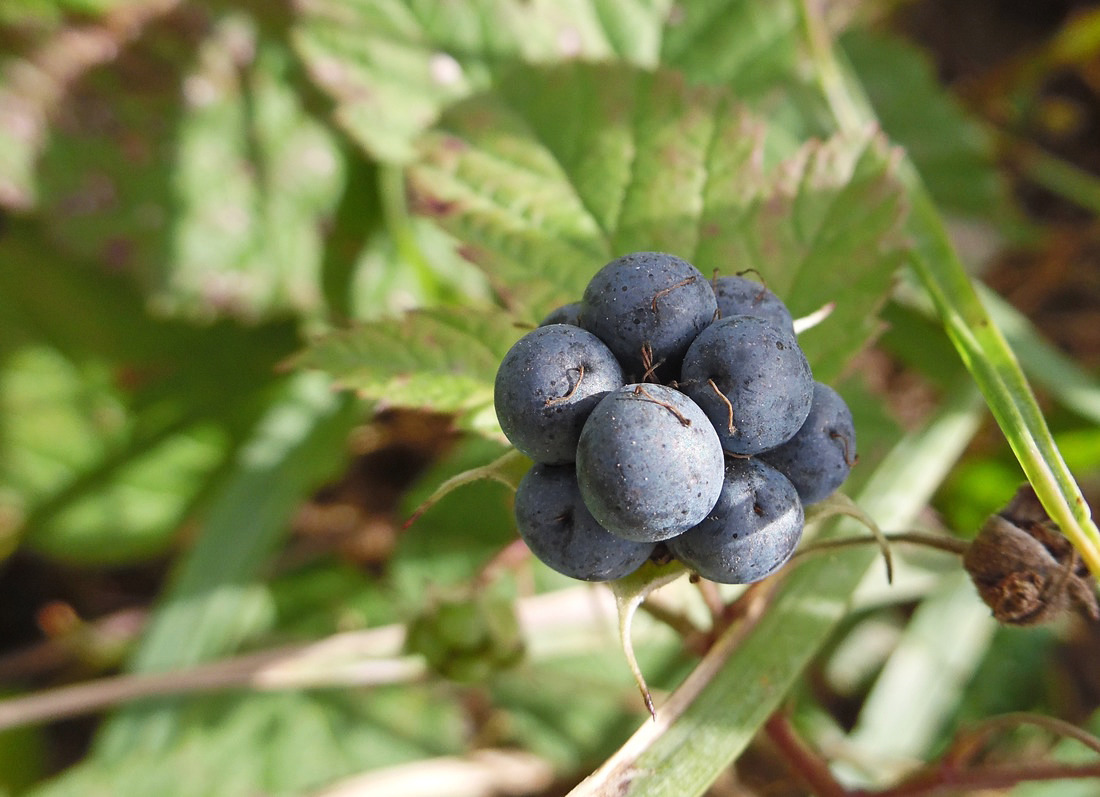 Изображение особи Rubus caesius.