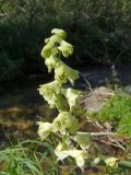 Aconitum ajanense. Соцветие. Магаданская обл., окр. г. Магадан, пос. Снежная Долина, исток р. Дукча. 22.08.2011.