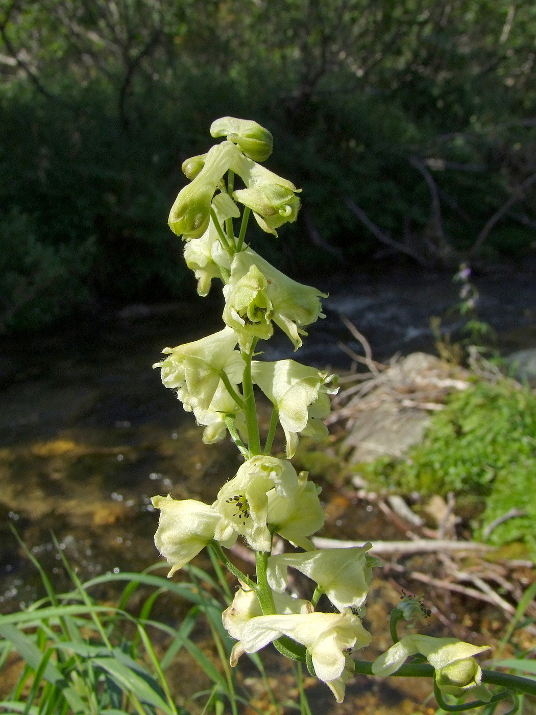 Изображение особи Aconitum ajanense.