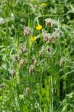 Plantago lanceolata. Верхушки побегов с соцветиями. Санкт-Петербург, Пушкинский р-н, Павловский парк, берег Розовопавильонного пруда. 24.05.2016.