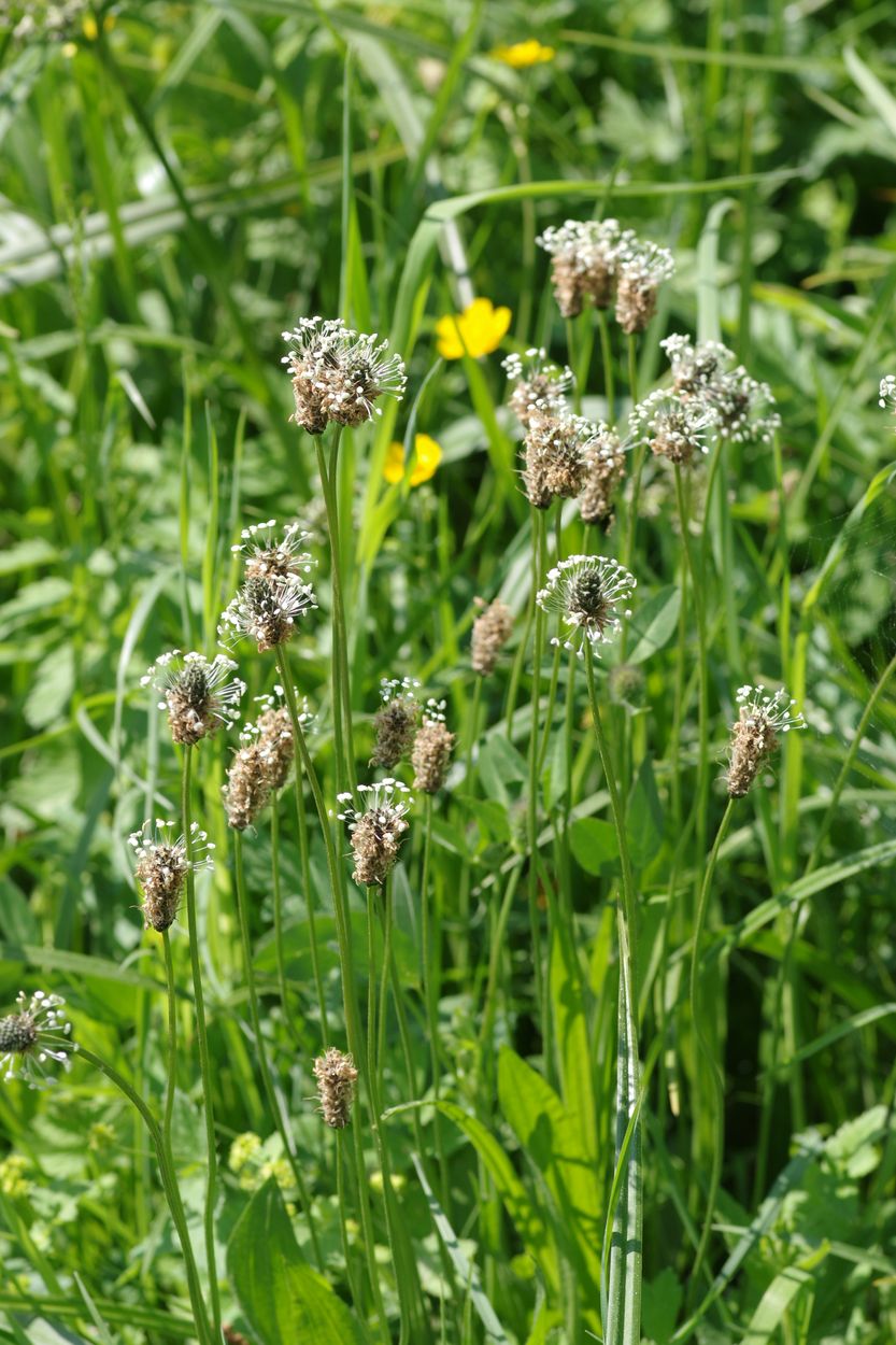 Image of Plantago lanceolata specimen.