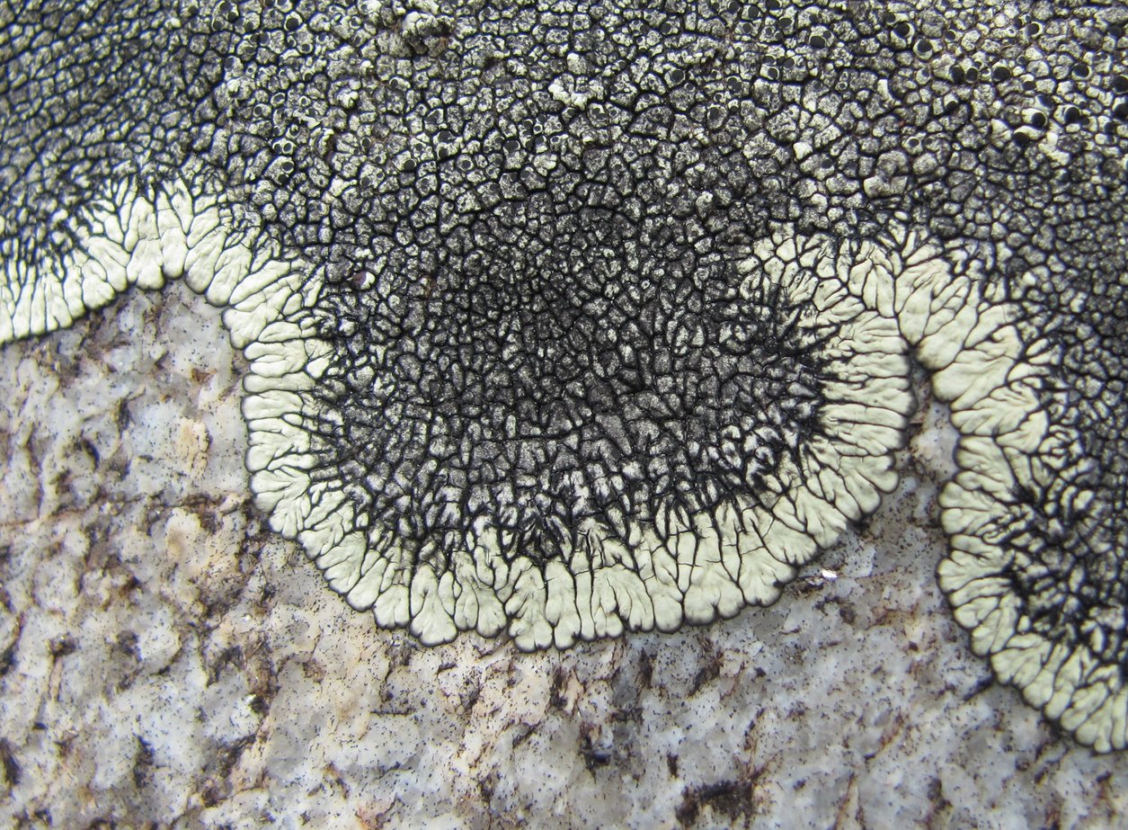 Image of Dimelaena oreina specimen.