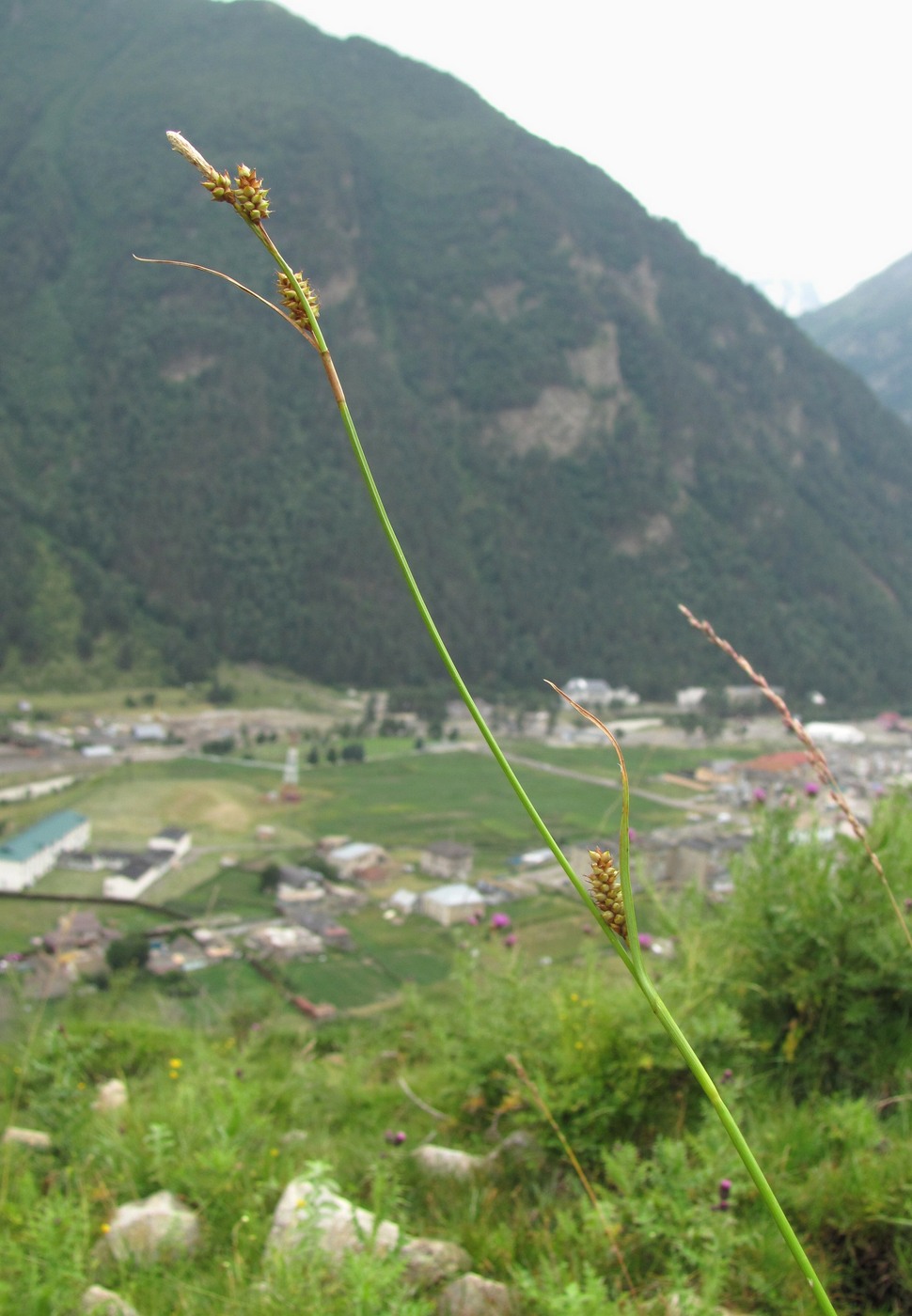 Изображение особи Carex panicea.