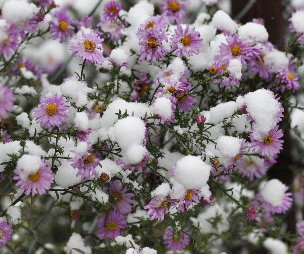 Изображение особи Symphyotrichum &times; versicolor.