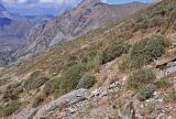 Onobrychis echidna. Отцветающие растения. Таджикистан, Фанские горы, перевал Лаудан, ≈ 3600 м н.у.м., сухой склон. 04.08.2017.