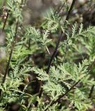 Artemisia gmelinii. Части побегов. Бурятия, окр. пгт Гусиноозерск, насыпь вдоль берега озера. 12.07.2014.