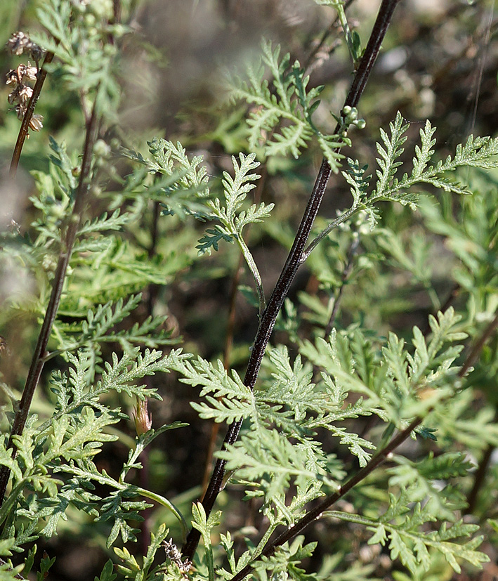 Image of Artemisia gmelinii specimen.