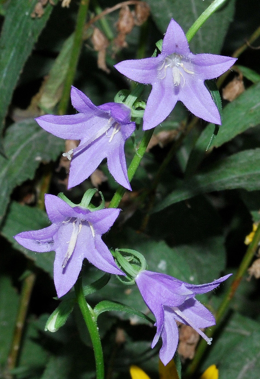 Image of Campanula rapunculoides specimen.