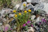 Solidago compacta